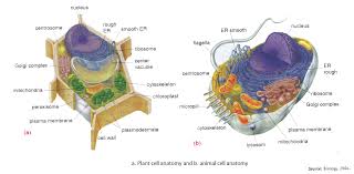 All about The Animal Cell Parts    with The Animal Cell Parts   Pinterest