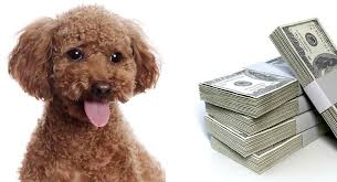 how much are poodles your guide to the