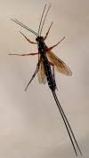 The freakish tail is called the ovipositor. Unusual Black Insect With Long Tail Observation Uk And Ireland Ispot