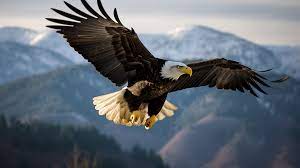 bald eagle is flying near a mountain