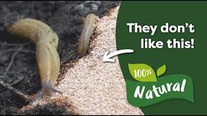 control slugs and snails naturally