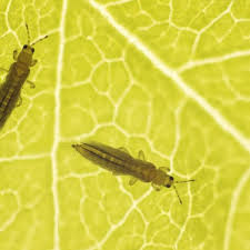 Thrips Effectively