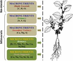 This may make it harder to burn fat and cause puffiness in the body tissues. List Of Essential Macro And Micronutrients Both Minerals And Download Scientific Diagram