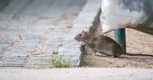 Deter Rats From Your Garden
