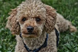 how to potty train a poodle 7 tips