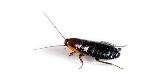 how to get rid of oriental roaches ortho