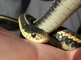 Endemic to north and central america. Garter Snake The Pet Wiki