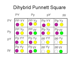 Dihybrid punnett square practice directions: Mendels Conclusions Dihybrid Crosses Do Now 227 Objectives