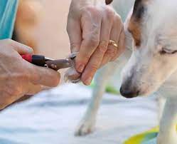 How to Trim Dogs Nails - Mission Ridge Animal Hospital