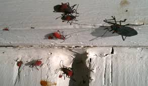 Check spelling or type a new query. Red Shoulder Bugs What S That Bug