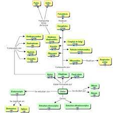 mapa conceptual de las células