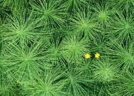 If succulents don't get enough sunlight they begin to grow tall. Does Horsetail Weed Grow In Shade