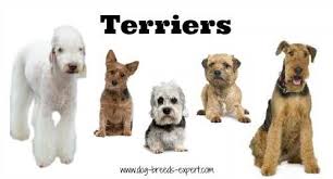Terrier Dog Breeds Pictures And Information