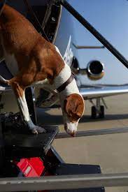 airlines that allow big dogs in cabin