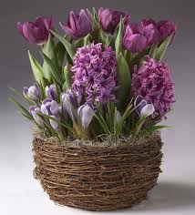 Our Purple Twilight Flower Bulb Gift