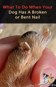 your dog has a broken or bent nail