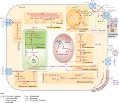 lipid metabolism in cancer cells under