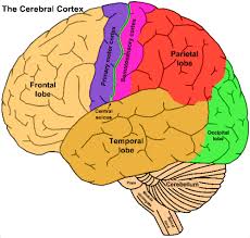 psychology brain test diagram quizlet