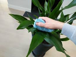 How Do You Clean Indoor Plant Leaves