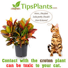 Croton And Cats Or The Toxicity Of Croton