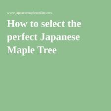 Chart Jap Maples How To Select The Perfect Japanese Maple