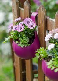 low maintenance plants for outdoor pots