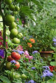 plant flowers in your vegetable patch