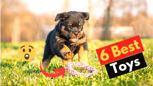 6 best toys for rottweilers which toy
