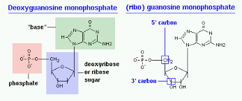 nucleotide structure types