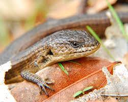 california alligator lizard curbstone