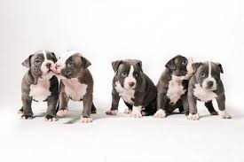 100 pitbull puppies wallpapers