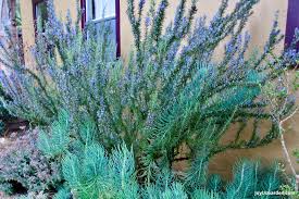 how to grow rosemary easy care tips