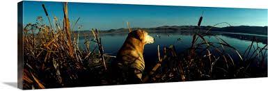 Yellow Labrador Retriever Duck Hunting