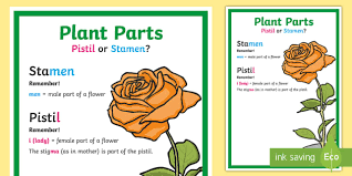 Plants that bear both male and female flowers are called monoecious plants, while those that bear only male or female flowers are called dioecious plants. Plant Parts Pistil Or Stamen Mnemonic Display Poster