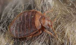 how to get bed bugs out of carpets and rugs