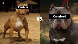 Purebred Vs Cross Bred Vs Mixed Breeds