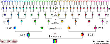Dna Inheritance Chart Above Shows The Percentage