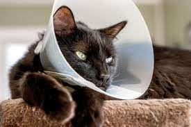e collars for cats after surgery