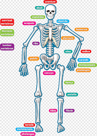 Lacrimal bone diagram wiring diagram. Human Skeleton Human Body Anatomy Teacher Children Decorate Blackboard Stars With Rainbow Ba Text Hand Human Png Pngwing