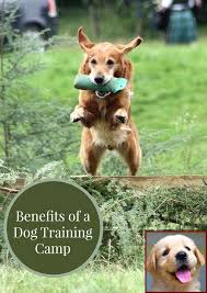 Our classes with professional trainers are in vista, start teaching your. House Training A Puppy In Winter And Dog Training Courses In Dubai Puppy Training Dog Training Dog Training Camp