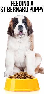 Feeding A St Bernard Puppy The Right Diet For A Giant Breed