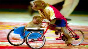 Con khỉ, xiếc khỉ - Nhạc thiếu nhi chú ếch con, con heo đất remix vui nhộn  - YouTube