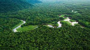 La déforestation en Amazonie en baisse de 31% lors des cinq premiers mois  sous Lula