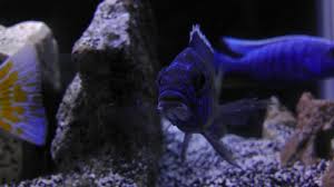 cichlid fish forum