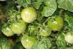 what-are-the-signs-of-overwatering-tomato-plants