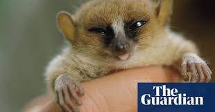 Small mammals such as rabbits, mice, hamsters, gerbils, guinea pigs, and chinchillas can be kept as pets. Which Miniature Animals Make Good Pets Life And Style The Guardian