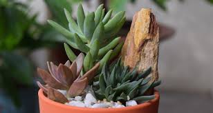 How To Grow Succulents Indoors My