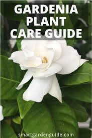 gardenia plant indoor care guide 11