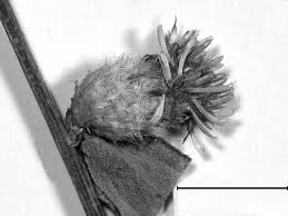 Two new species of Centaurea (Compositae, Cardueae) from Turkey