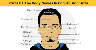 The forehead, comprising the skin beneath the hairline, bordered laterally by the temples and inferiorly by eyebrows and ears the eyes, sitting in the orbit and protected by eyelids and eyelashes Parts Of Body Names In English And Urdu With Pictures Download Pdf